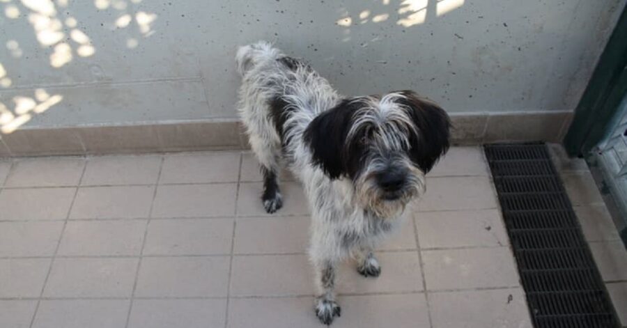 cagnolino con le orecchie nere