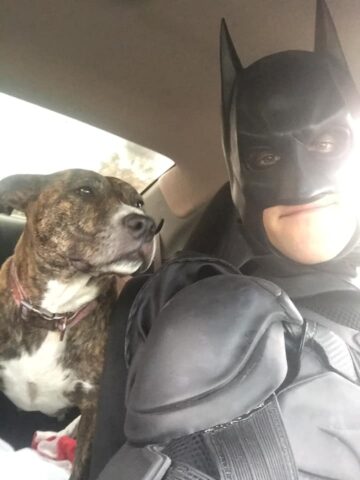 Koko, il Pitbull salvato da un uomo vestito da Batman