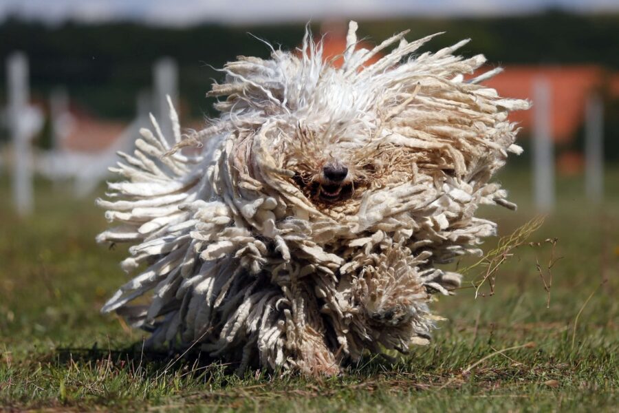 cane che agita il pelo muovendosi