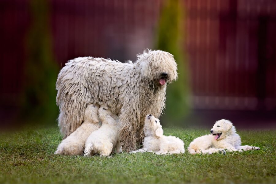 mamma con i cuccioli di cane