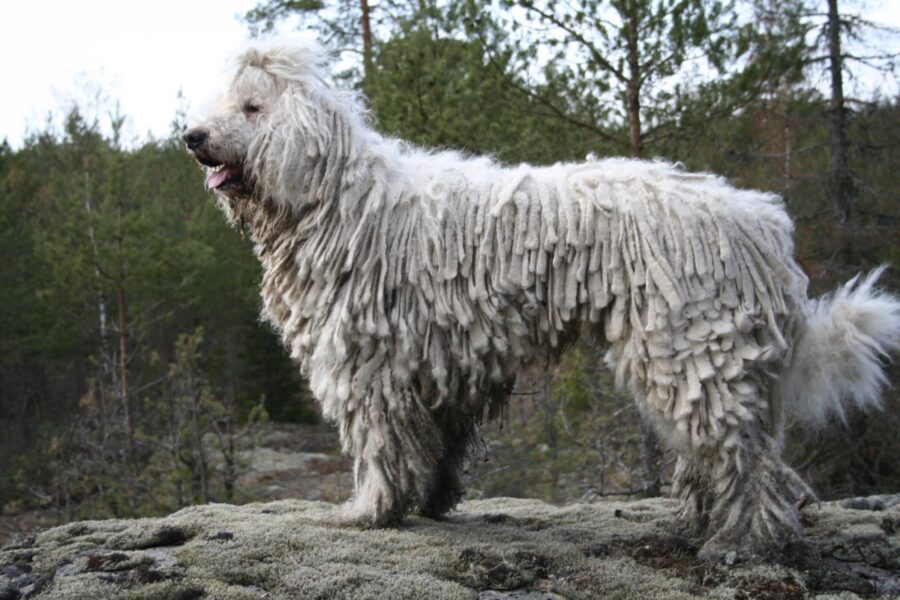 cane guarda l'orizzonte