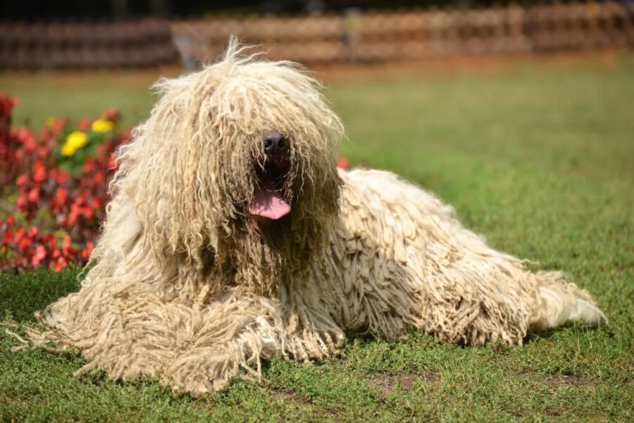 cane a pelo lungo seduto