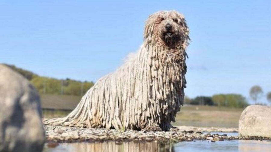 cane vicino al lago