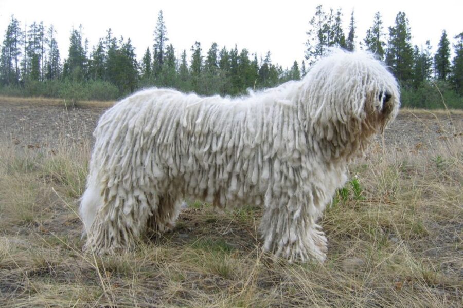 cane in campagna