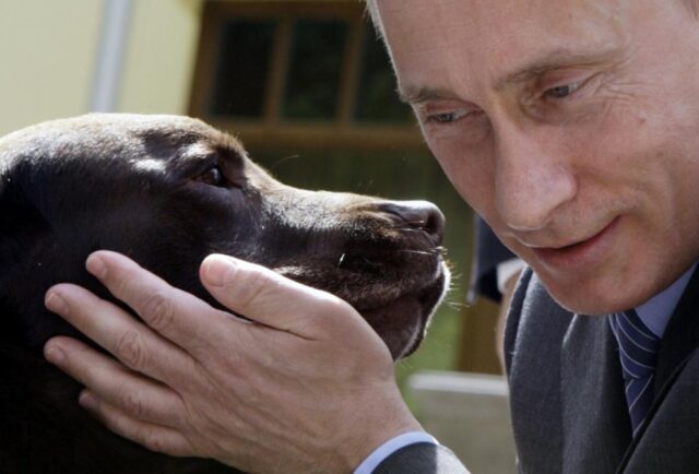 Konni la cucciola di Labrador del Presidente russo Vladimir Putin