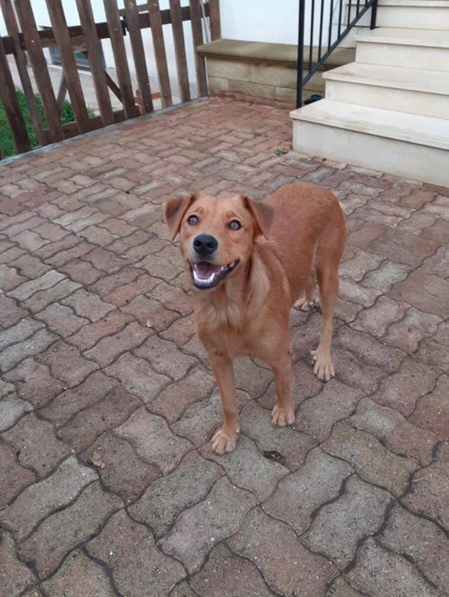 cagnolina ella