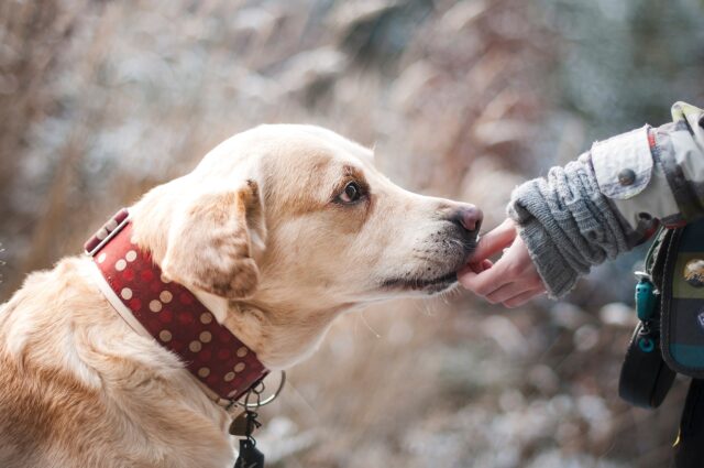 Sage, un Labrador che si era perso in montagna, viene salvato dai pompieri (VIDEO)