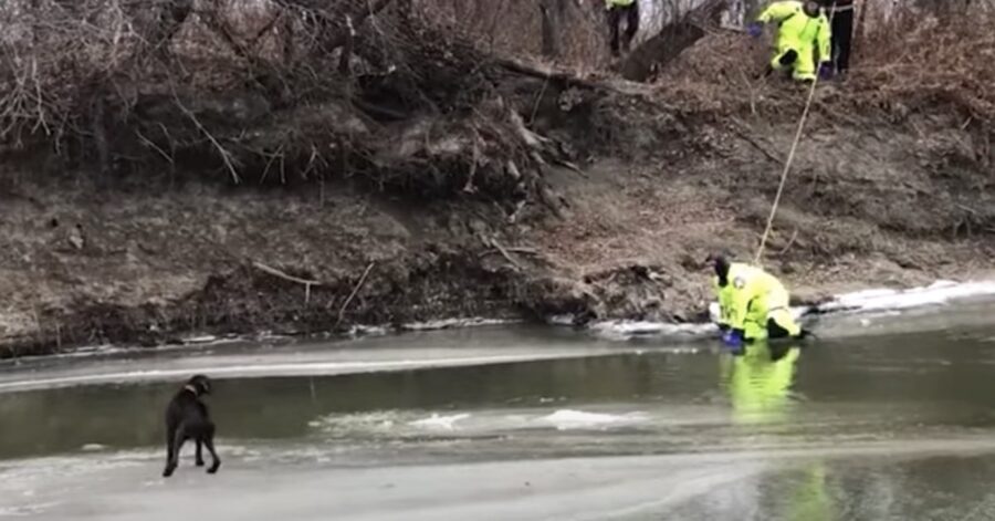 pompieri salvano cane bloccato su un fiume ghiacciato