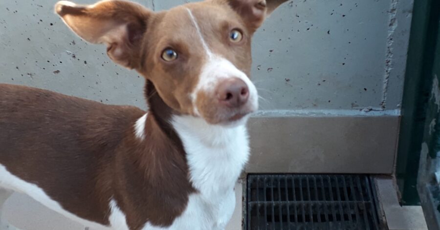 cagnolina nella struttura di Brescia