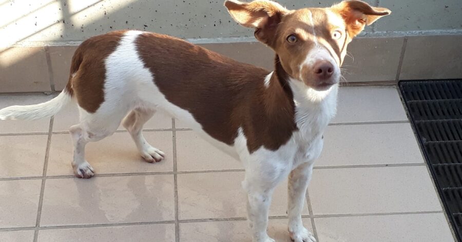 cane dal pelo corpo marrone e bianco