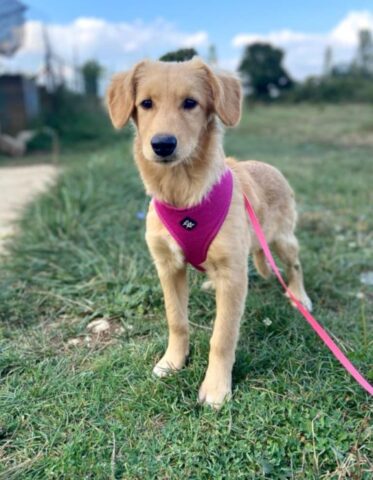 Lilly, l’ennesima cagnolina abbandonata sta cercando una famiglia