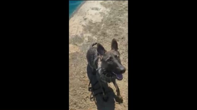 Loki, il dolce cagnolino va al parco per la prima volta (VIDEO)