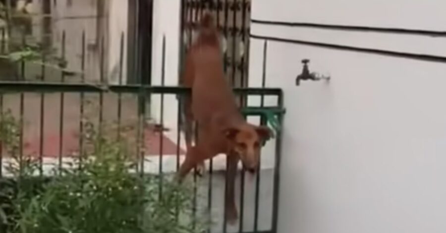 cane infilzato in una grata