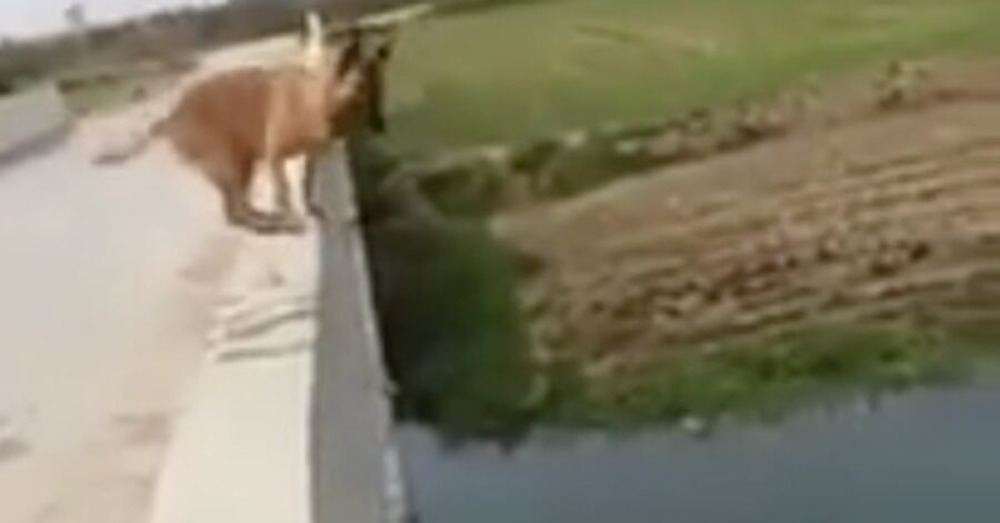 Malinois sopra un ponte