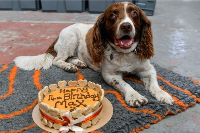 Max cucciolo di Springer Spaniel festeggia il compleanno in modo particolare