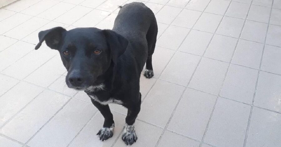 cane dal pelo nero e le zampe bianche