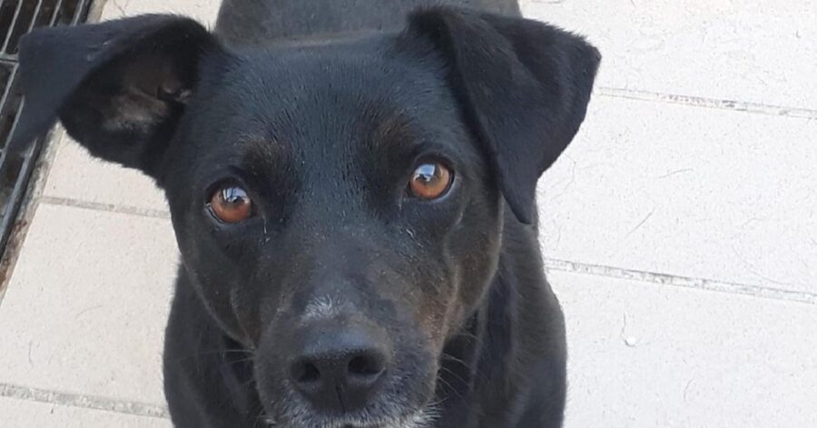 cagnolino dagli occhi marroni e profondi