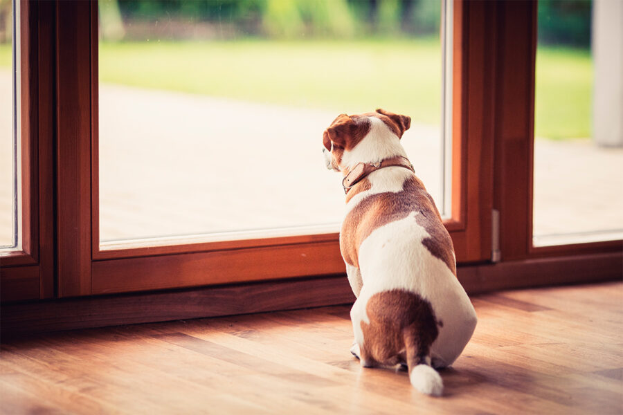 cane guarda fuori