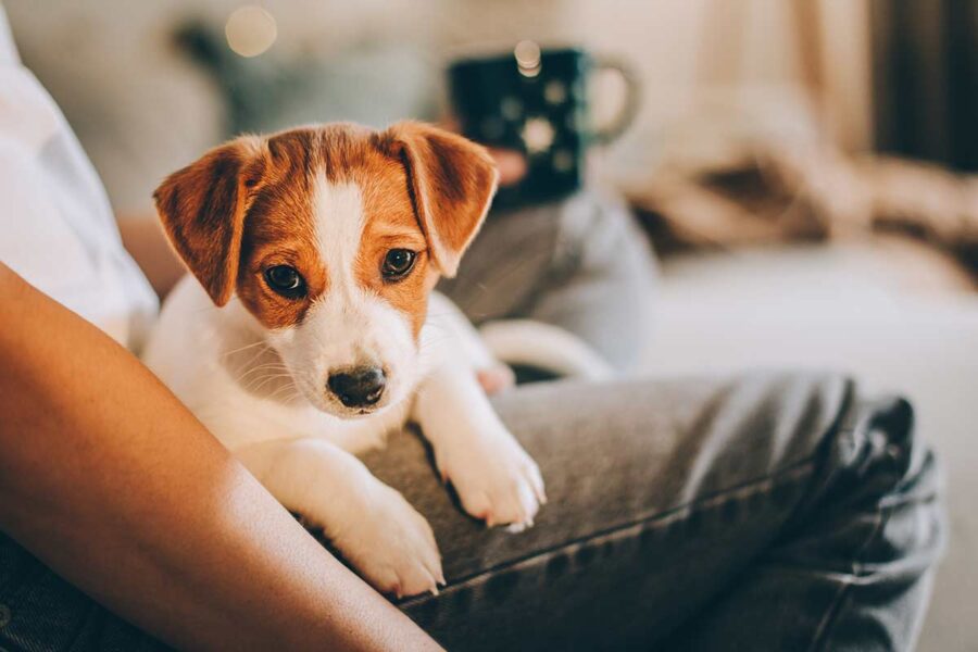 cucciolo di cane