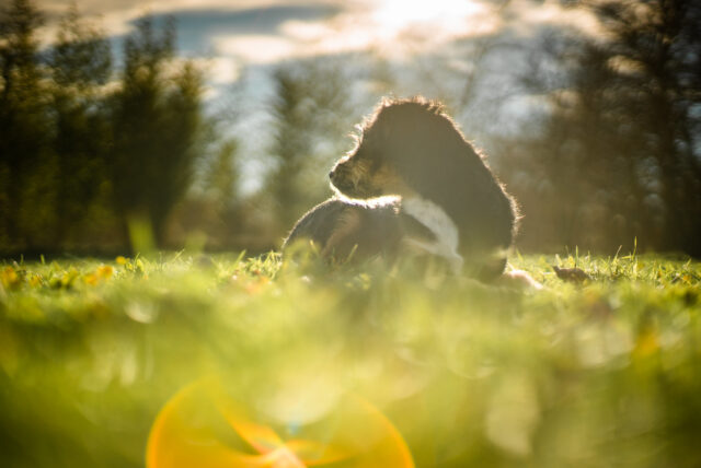 Perché i cani non devono restare soli tutto il tempo?