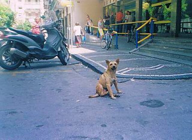Piffero, il cane che amava la libertà si è spento dopo essere stato adottato