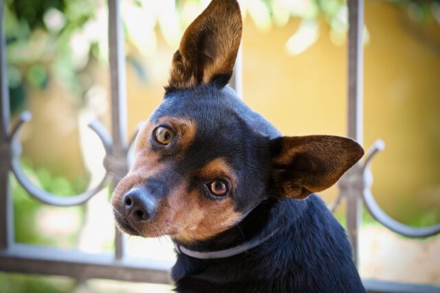 I pompieri salvano un cucciolo di Pinscher rimasto bloccato in un tubo di scolo dell’acqua piovana (VIDEO)