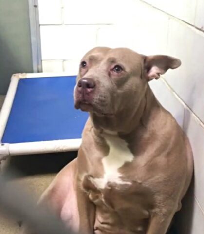 Pitbull piange dopo essere stata allontanata dai suoi piccoli e abbandonata in un rifugio