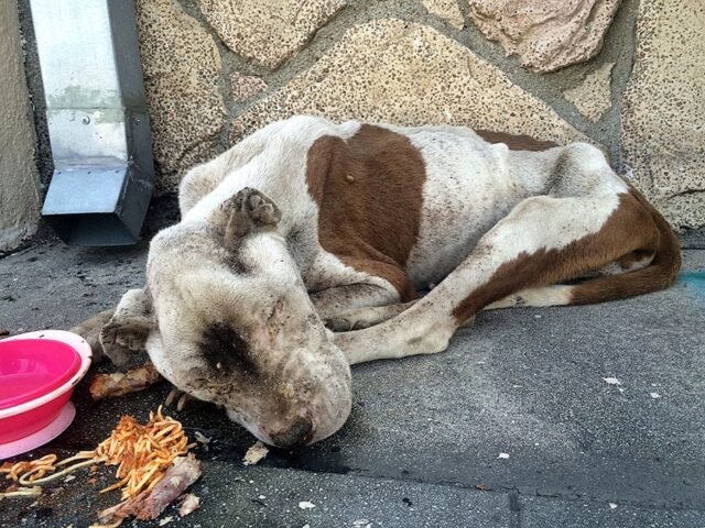 Pitbull ridotta pelle e ossa salvata da due bambini del quartiere