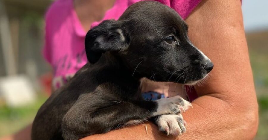 cagnolina in braccio alla volontaria