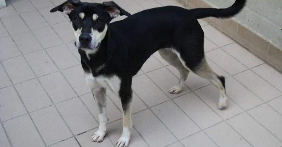 cagnolina con le zampe dal pelo bianco