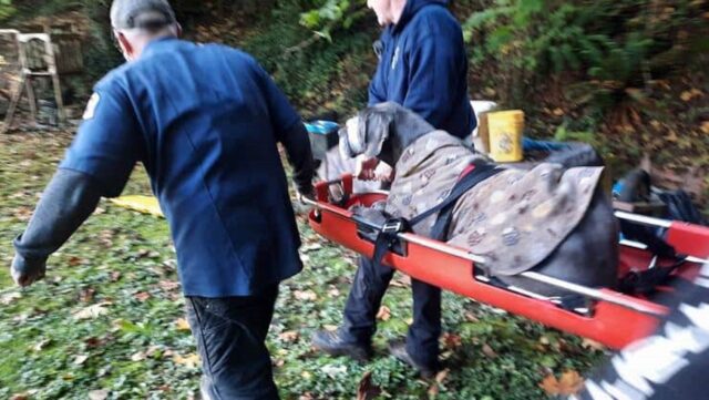 Presley, il cane precipitato da un burrone salvato dopo due giorni di ricerche