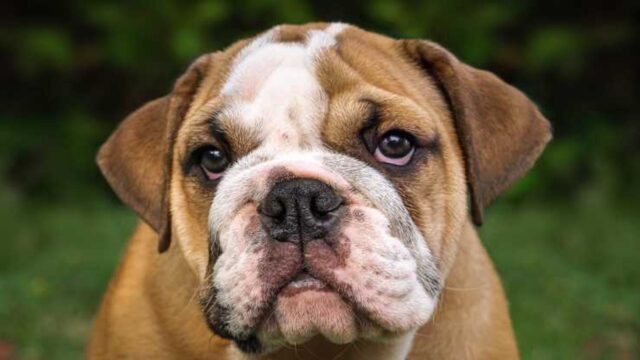 Prezzemolo, il cucciolo di bulldog inglese abbandonato perché non più utile al suo scopo