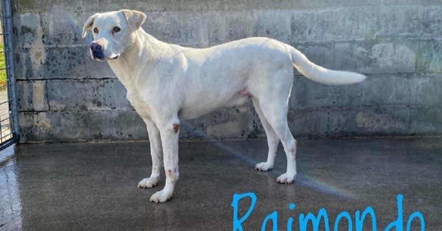 cane dal pelo completamente bianco