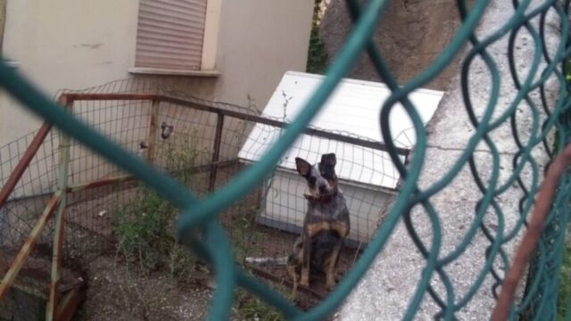 Rambo, il cane che ha vissuto la sua intera vita chiuso in un terrazzino