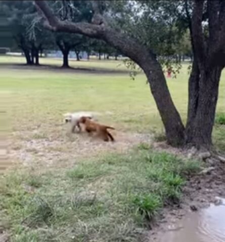 Raulphy and Piper, i cagnolini vanno al parco per cani per la prima volta (VIDEO)