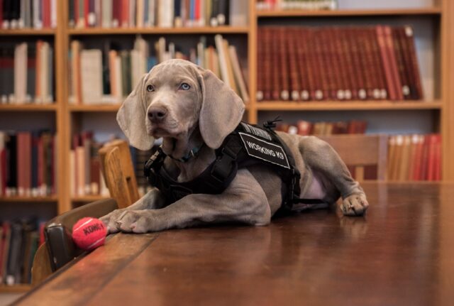 Riley il cucciolo di Weimaraner lavora presso un museo di Boston (VIDEO)