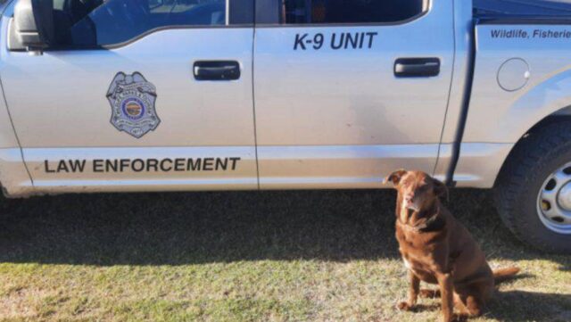 Ruby, l’anziana cagnolina poliziotta che ha arrestato un latitante: la storia