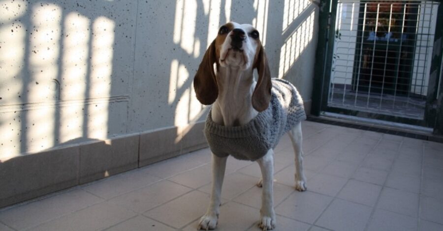 cagnolina che guarda in aria