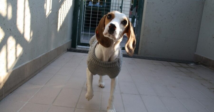 cagnolina con il maglioncino