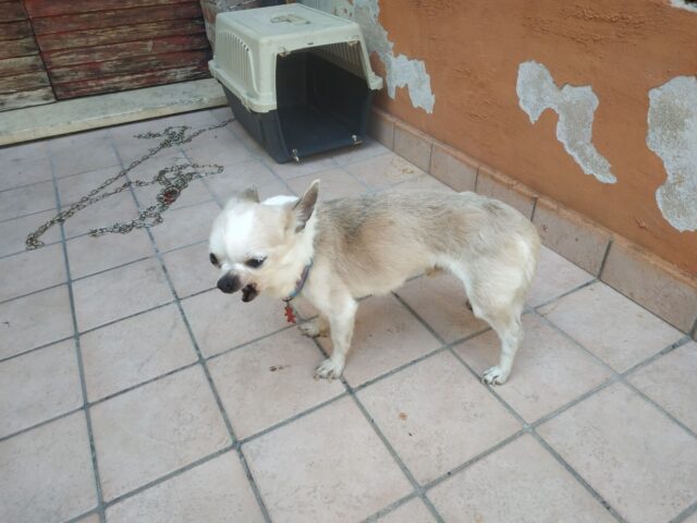 Takor, il Chihuahua che ha vissuto per 8 anni legato ad una catena