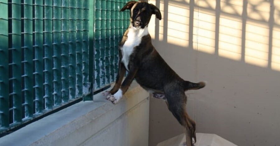 cagnolino in piedi sopra un muretto