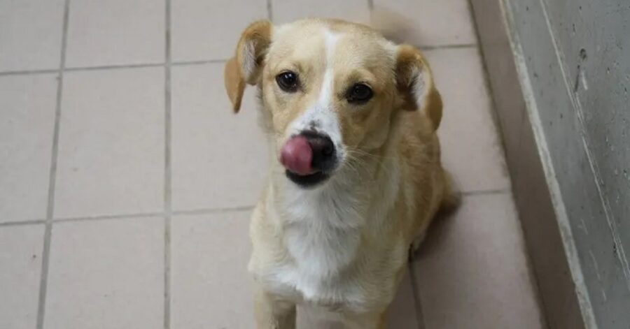 cagnolina che si lecca il naso nero