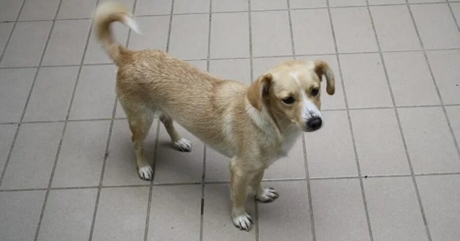 cagnolina dal pelo marrone e bianco