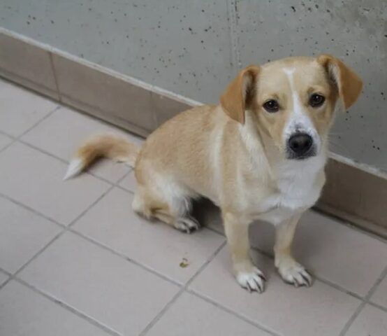 Terry, la cagnolina è in cerca di un posto sicuro tra le braccia di una famiglia