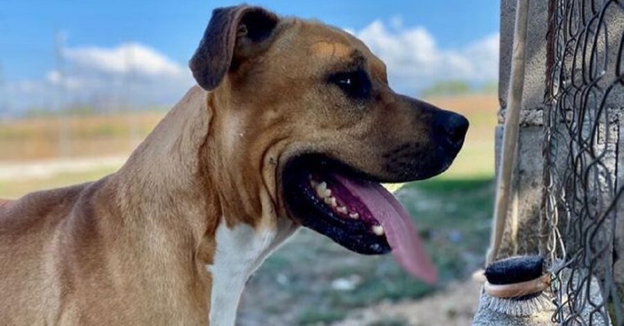 cane con la lingua fuori che guarda la volontaria