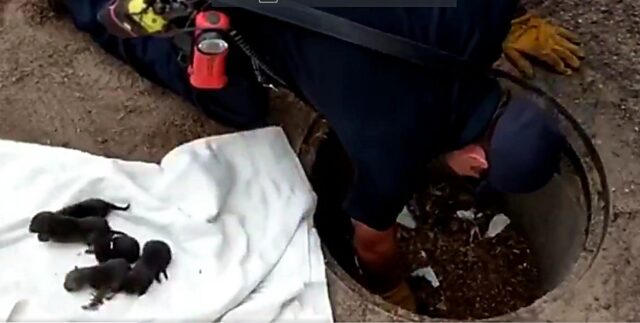 Vigili del Fuoco pensano di aver salvato 8 cuccioli di Labrador
