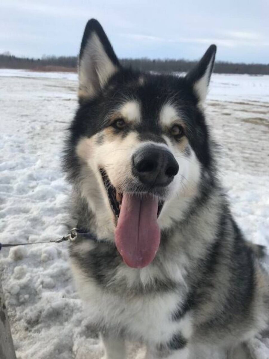 alaskan malamute dimagrito