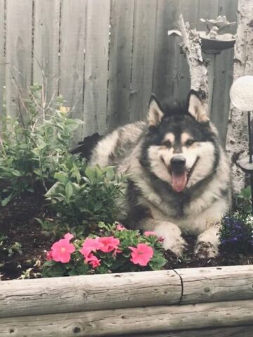 Woody, l’Alaskan malamute: la storia di un cane determinato