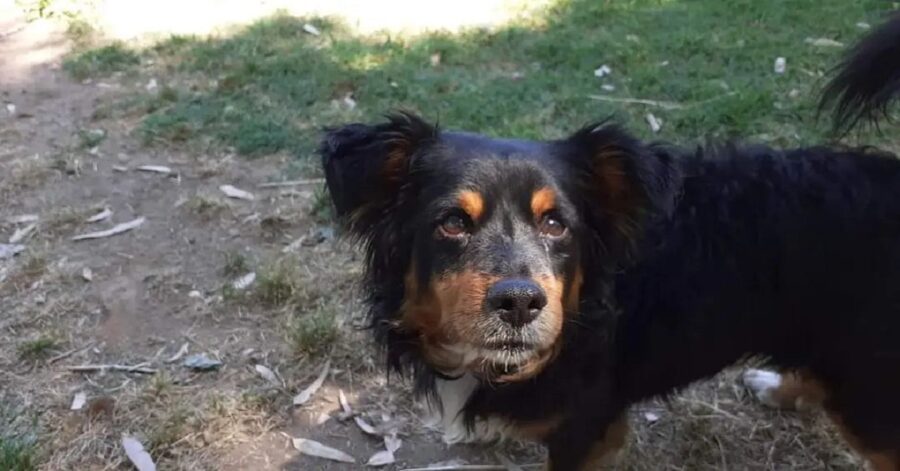 cane in mezzo al prato