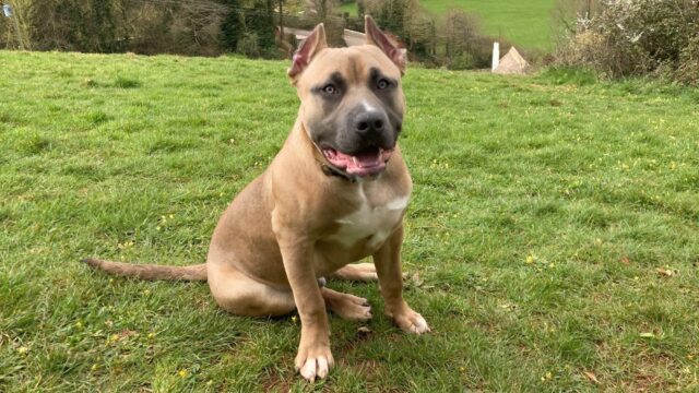 Zeus cucciolo di cane è stato sottoposto ad intervento chirurgico dopo il taglio illegale delle orecchie